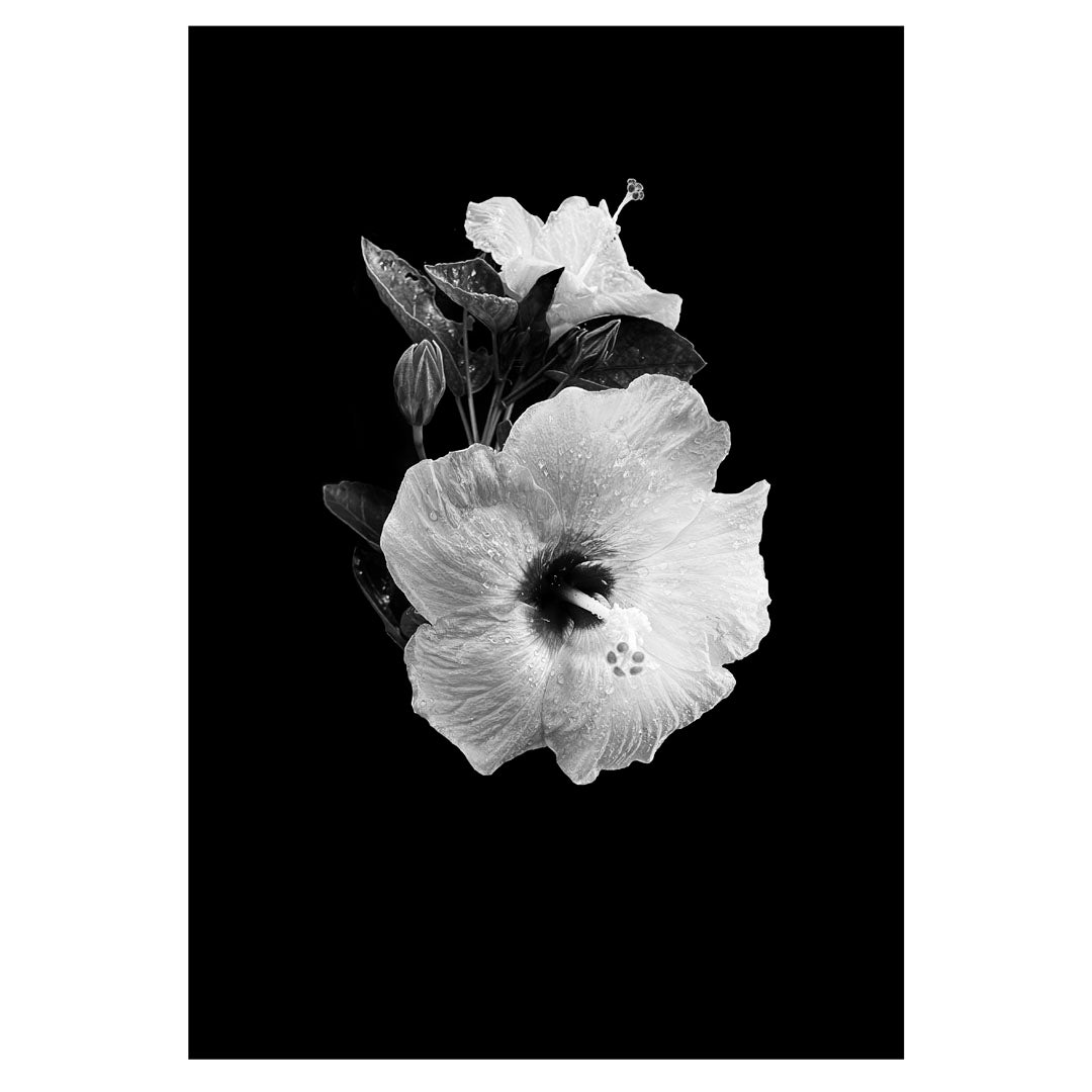 HANNAH MURRAY | 'Sunshine Noir #5' | 2025 | Giclee print on Hahneműhle German Etching paper | Edition of 5 | H 420 x W 297 mm