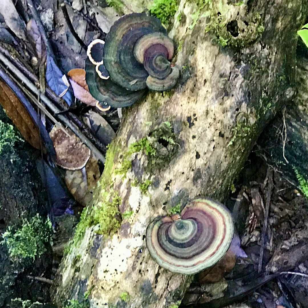 KIM NOLAN | #30 Fungi, Mossman Gorge | 2025 | photographic print | H100 x W100