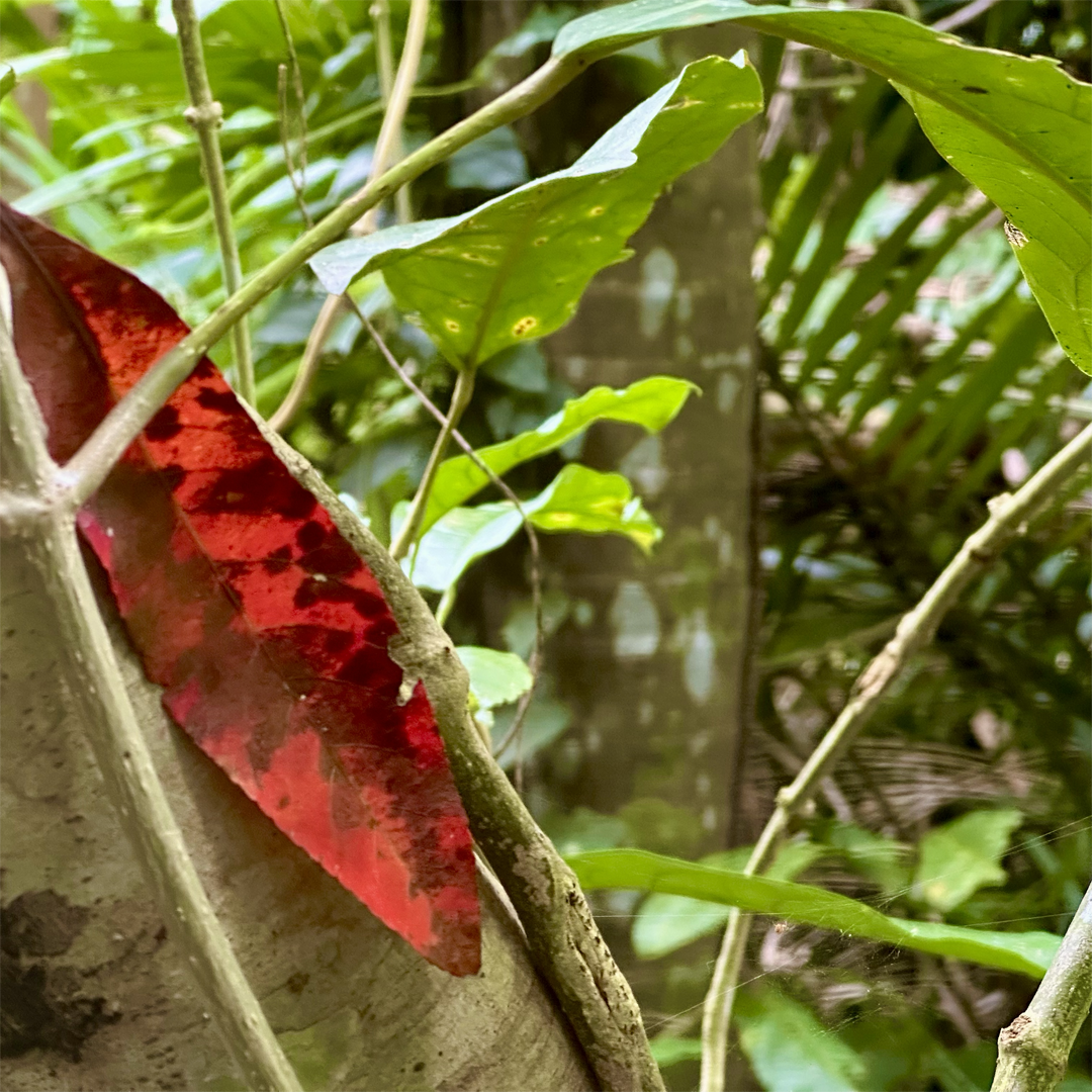 KIM NOLAN | #33 Red leaf, Botanical Gardens | 2025 | photographic print | H100 x W100