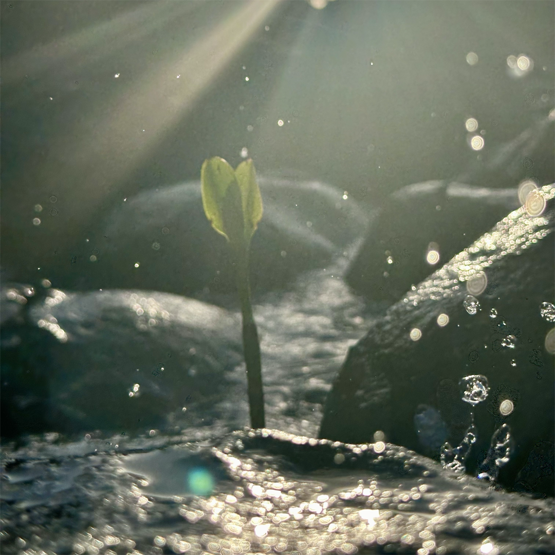 KIM NOLAN | #35 Mangrove seedling, Eco Village, Mission Beach | 2025 | photographic print | H100 x W100