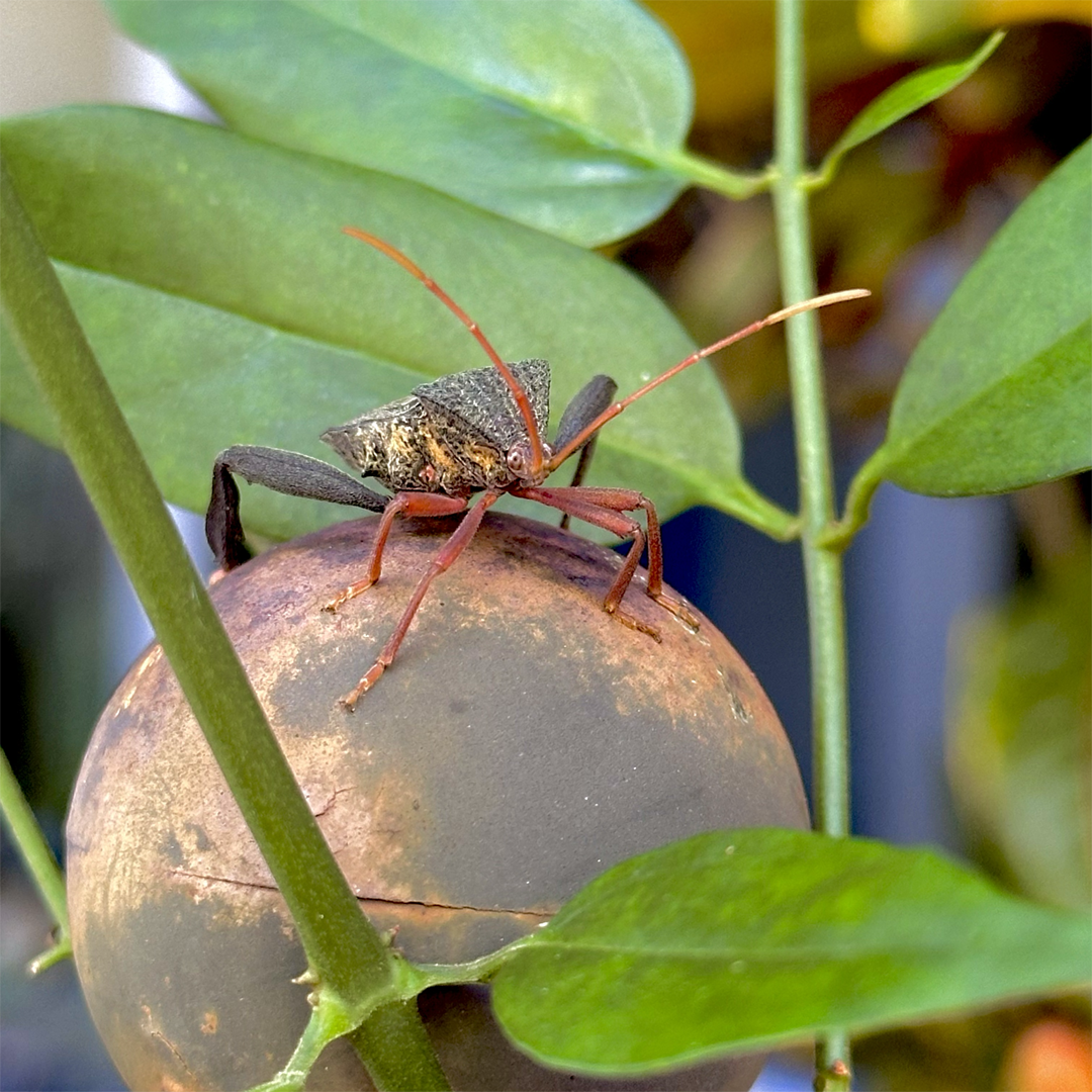 KIM NOLAN | #38 Bug, Home, Kewarra Beach | 2025 | photographic print | H100 x W100