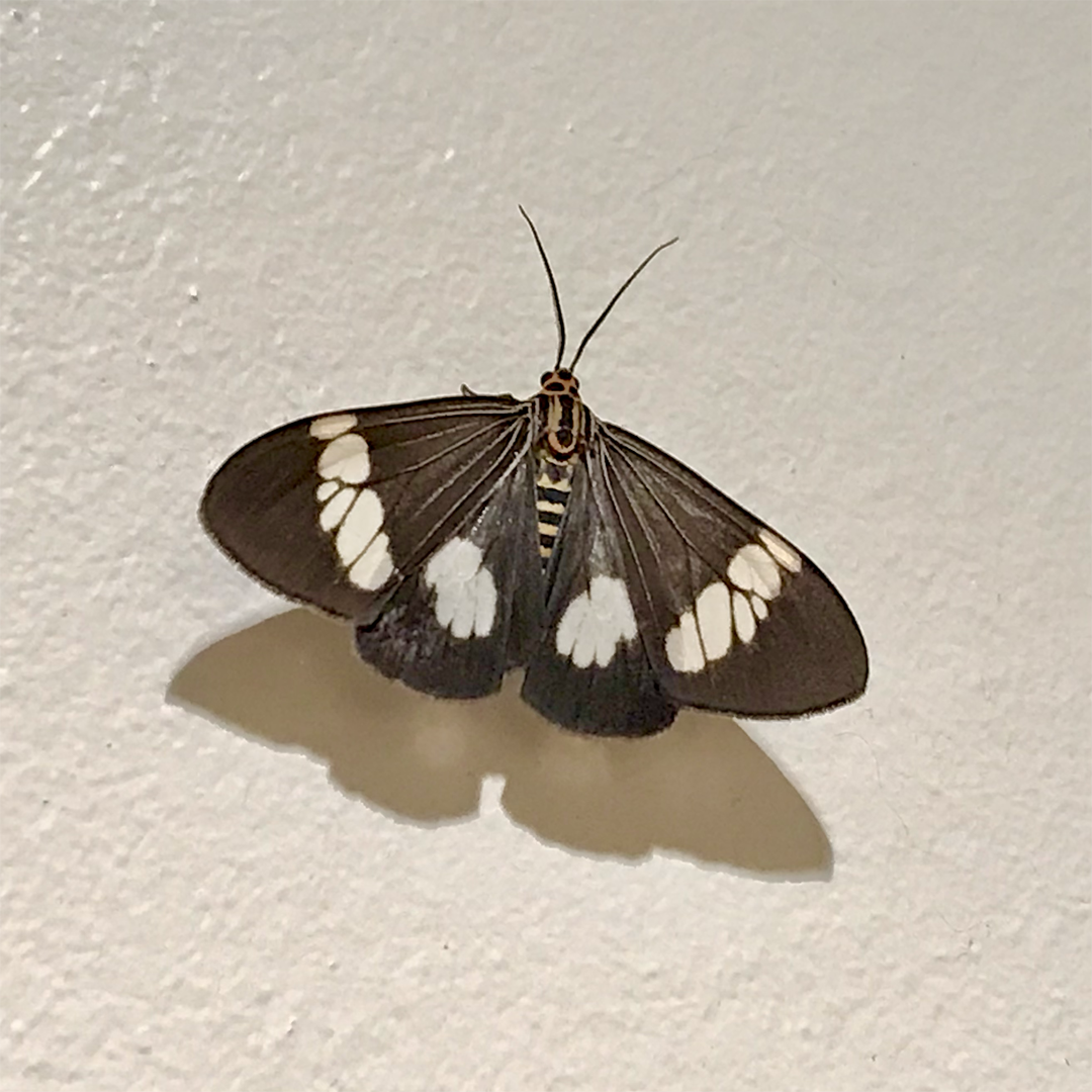 KIM NOLAN | #44 Asian Magpie moth, Home, Kewarra Beach | 2025 | photographic print | H100 x W100
