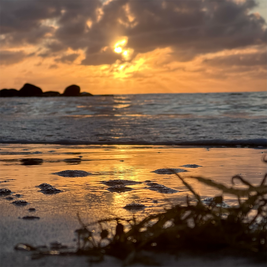 KIM NOLAN | #47 Sunrise and seaweed, Eco Village, Mission Beach | 2025 | photographic print | H100 x W100