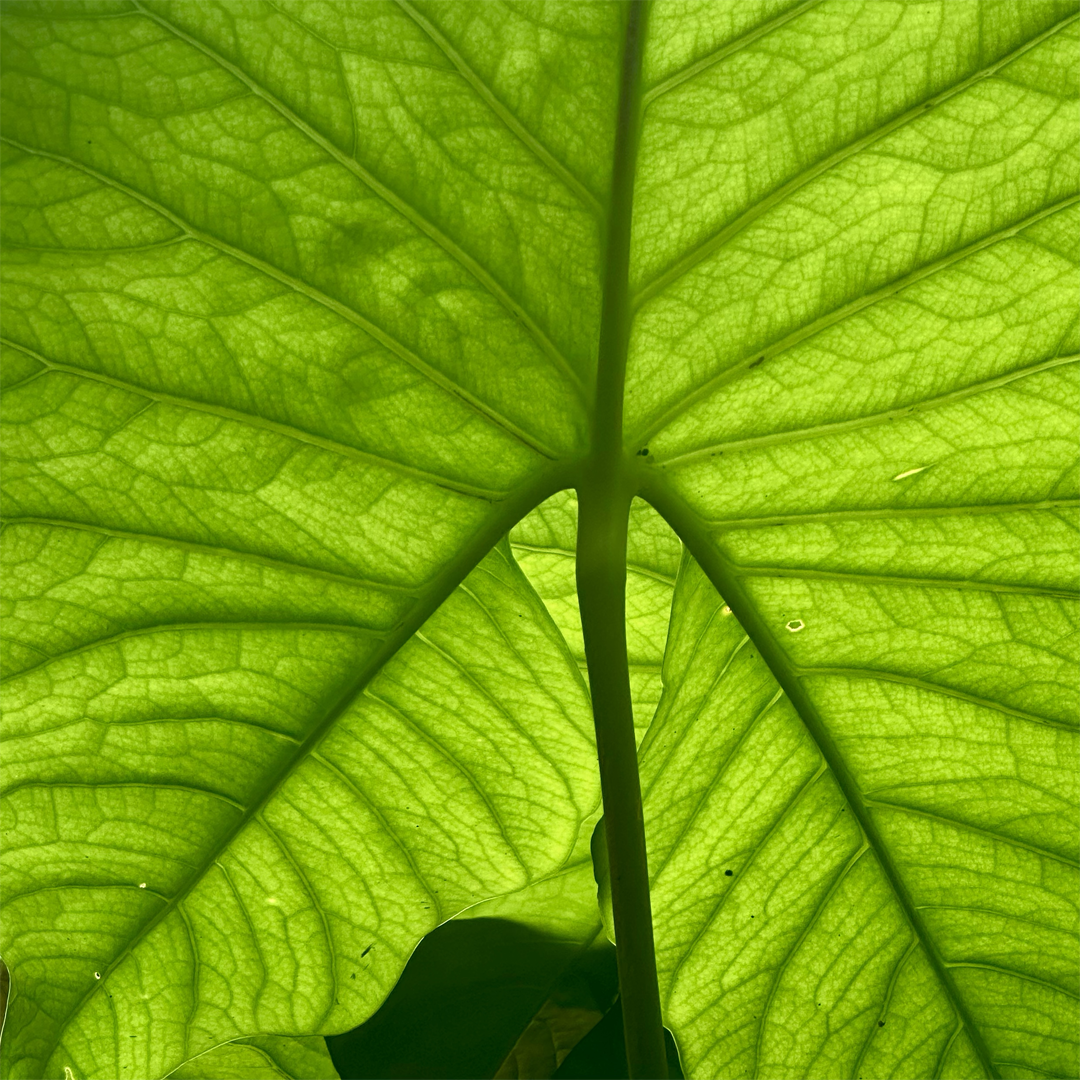 KIM NOLAN | #59 Leaf veins, Botanical Gardens | 2025 | photographic print | H100 x W100