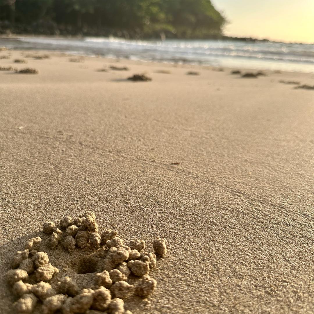 KIM NOLAN | #6 Crab Hole, Eco Village, Mission Beach | 2025 | photographic print | H100 x W100