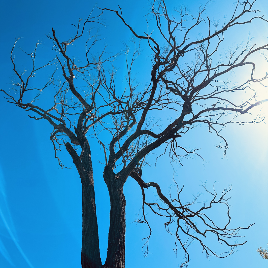 KIM NOLAN | #68 Tree outline, Mareeba | 2025 | photographic print | H100 x W100