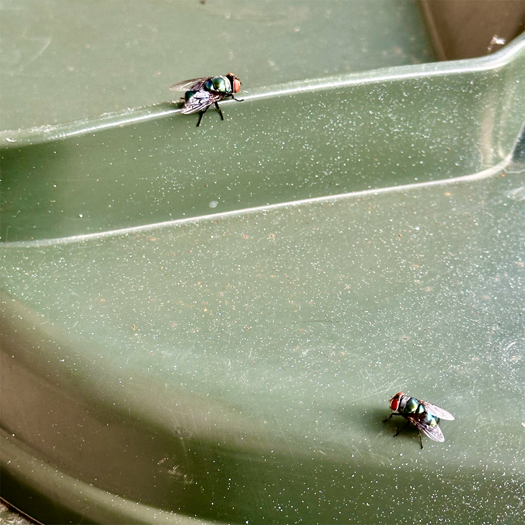 KIM NOLAN | #69 Iridescent flies, Home, Kewarra Beach | 2025 | photographic print | H100 x W100