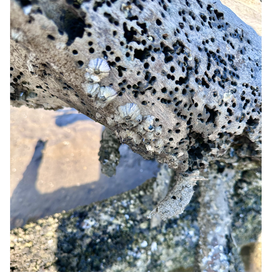KIM NOLAN | #70 Log detail, Kewarra Beach | 2025 | photographic print | H100 x W100