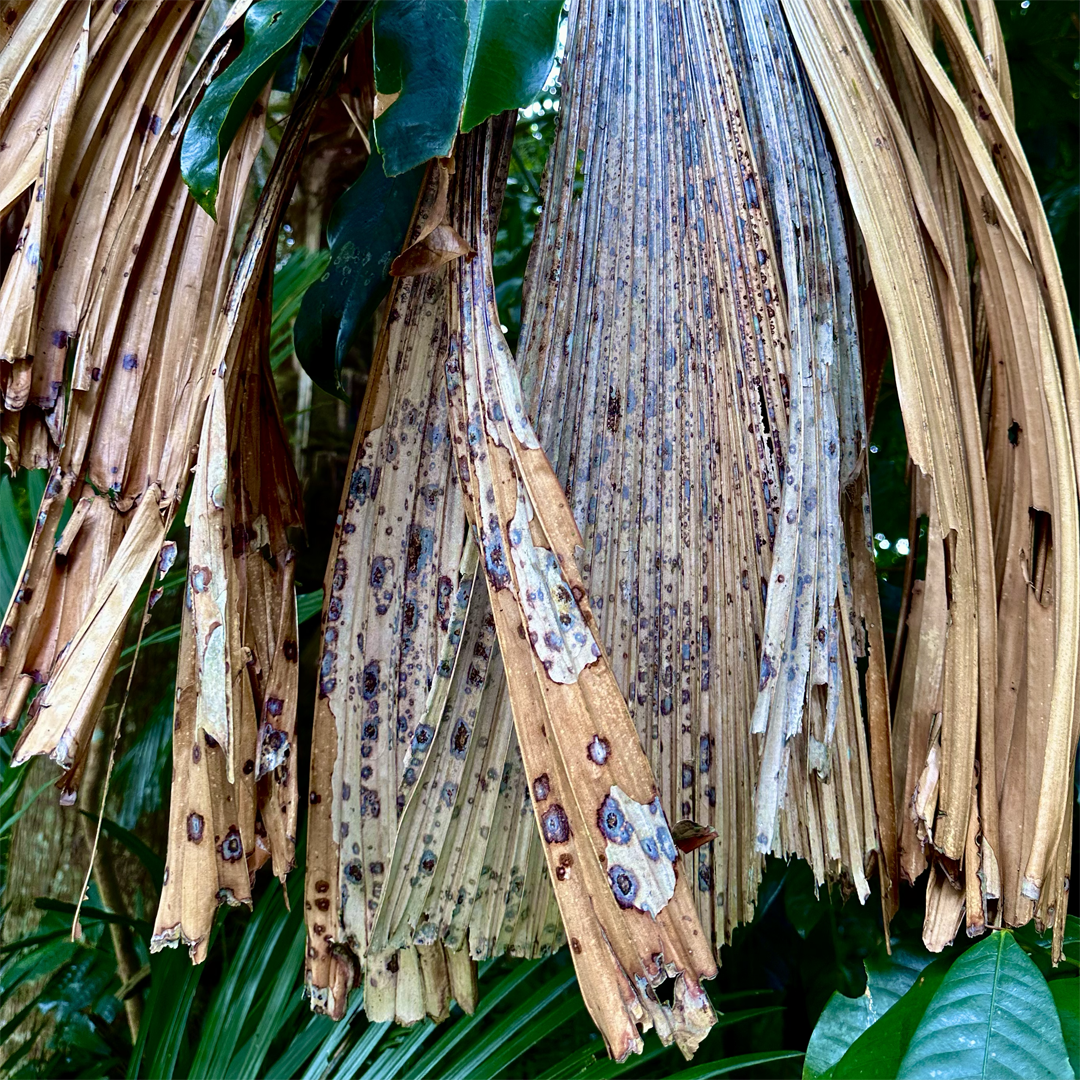 KIM NOLAN | #71 Palm leaf detail, Botanical Gardens | 2025 | photographic print | H100 x W100