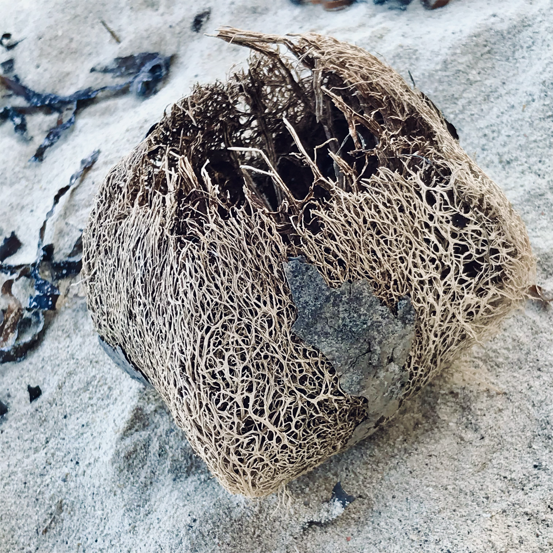 KIM NOLAN | #72 Seed pod husk, Green Island | 2025 | photographic print | H100 x W100