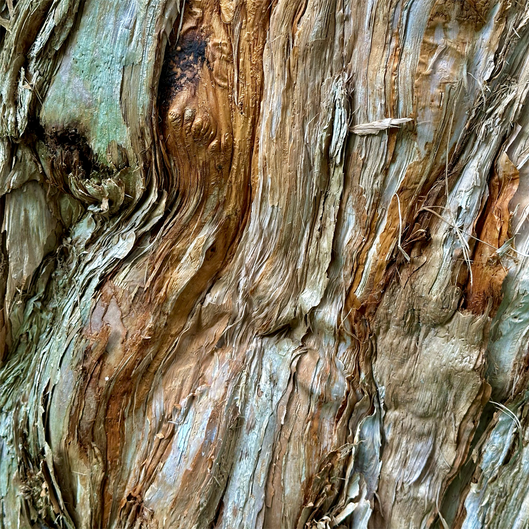 KIM NOLAN | #73 Paperbark detail, Botanical Gardens | 2025 | photographic print | H100 x W100