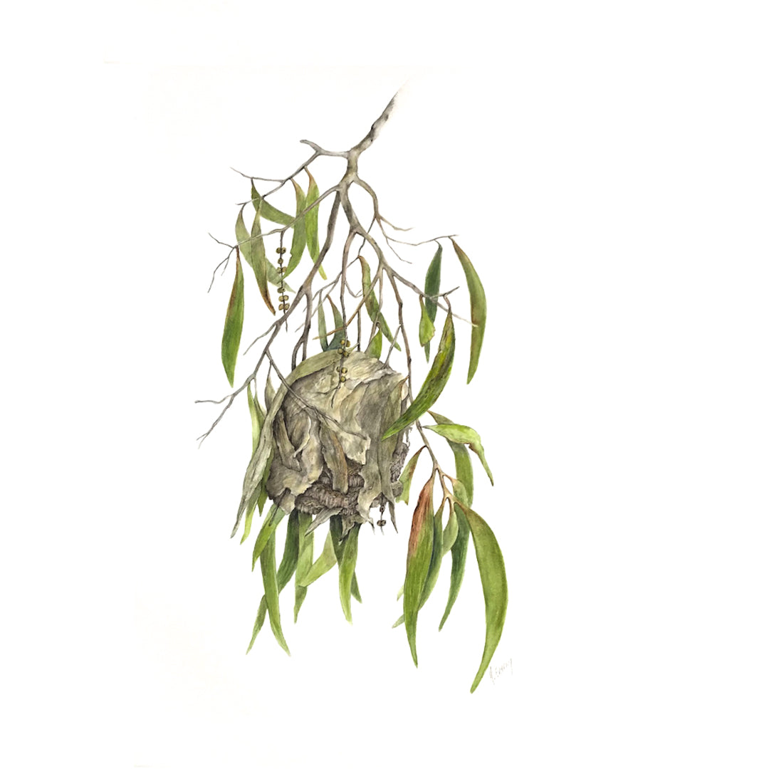 JULIE MCENERNY | 'Wasp Nest' | Watercolour on paper