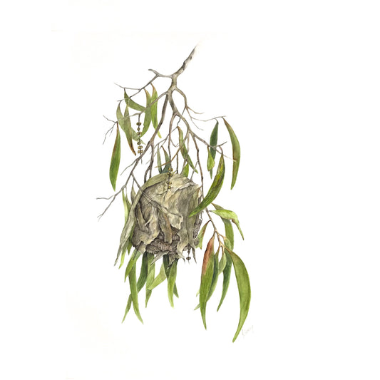 JULIE MCENERNY | 'Melaleuca with Nest ' | Watercolour drawing