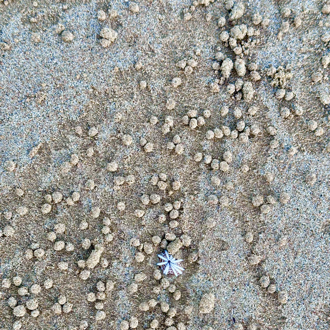 KIM NOLAN | #83 Sand balls and limpit, Missiopn Beach | 2025 | photographic print | H100 x W100
