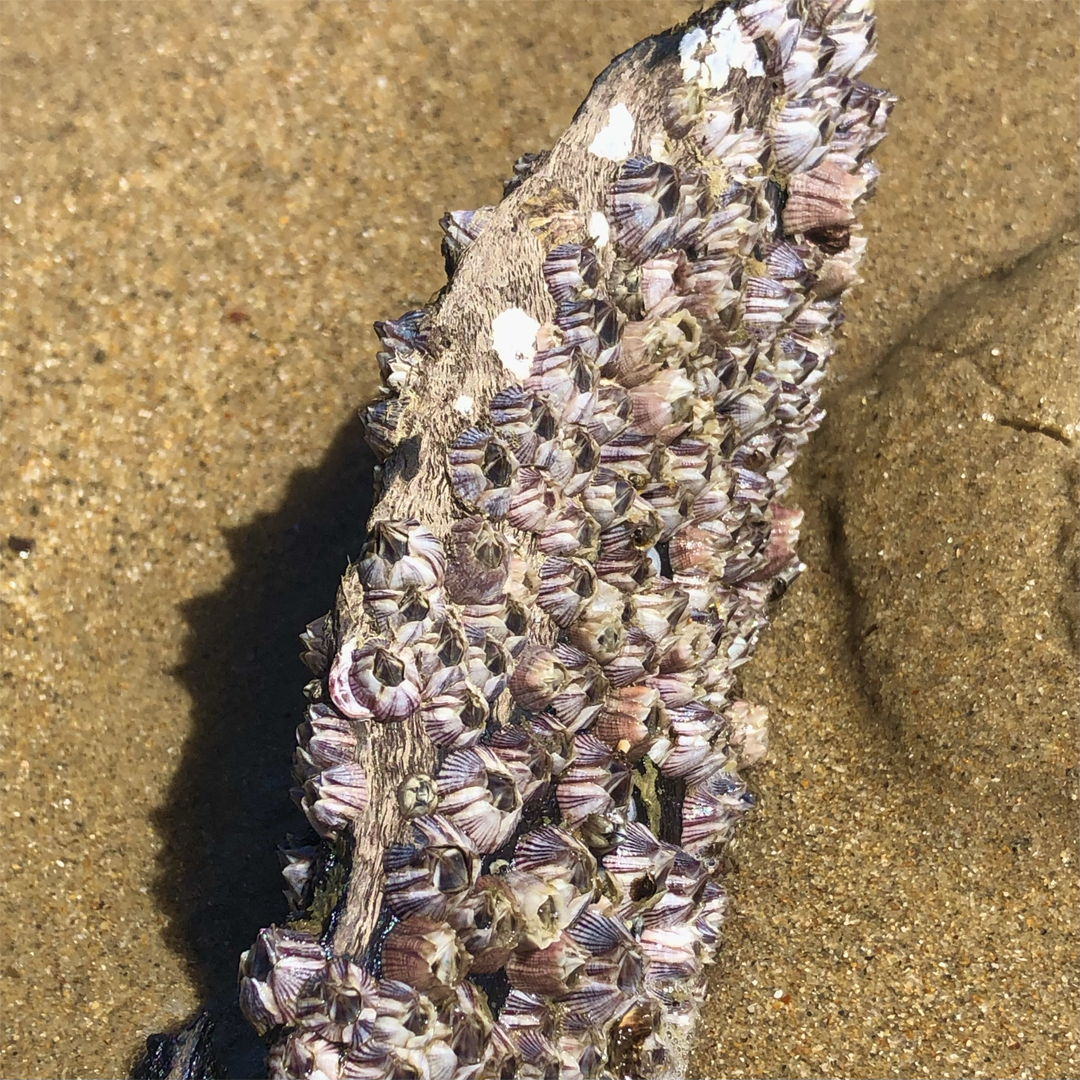KIM NOLAN | #88 Barnacles, Oak Beach | 2025 | photographic print | H100 x W100