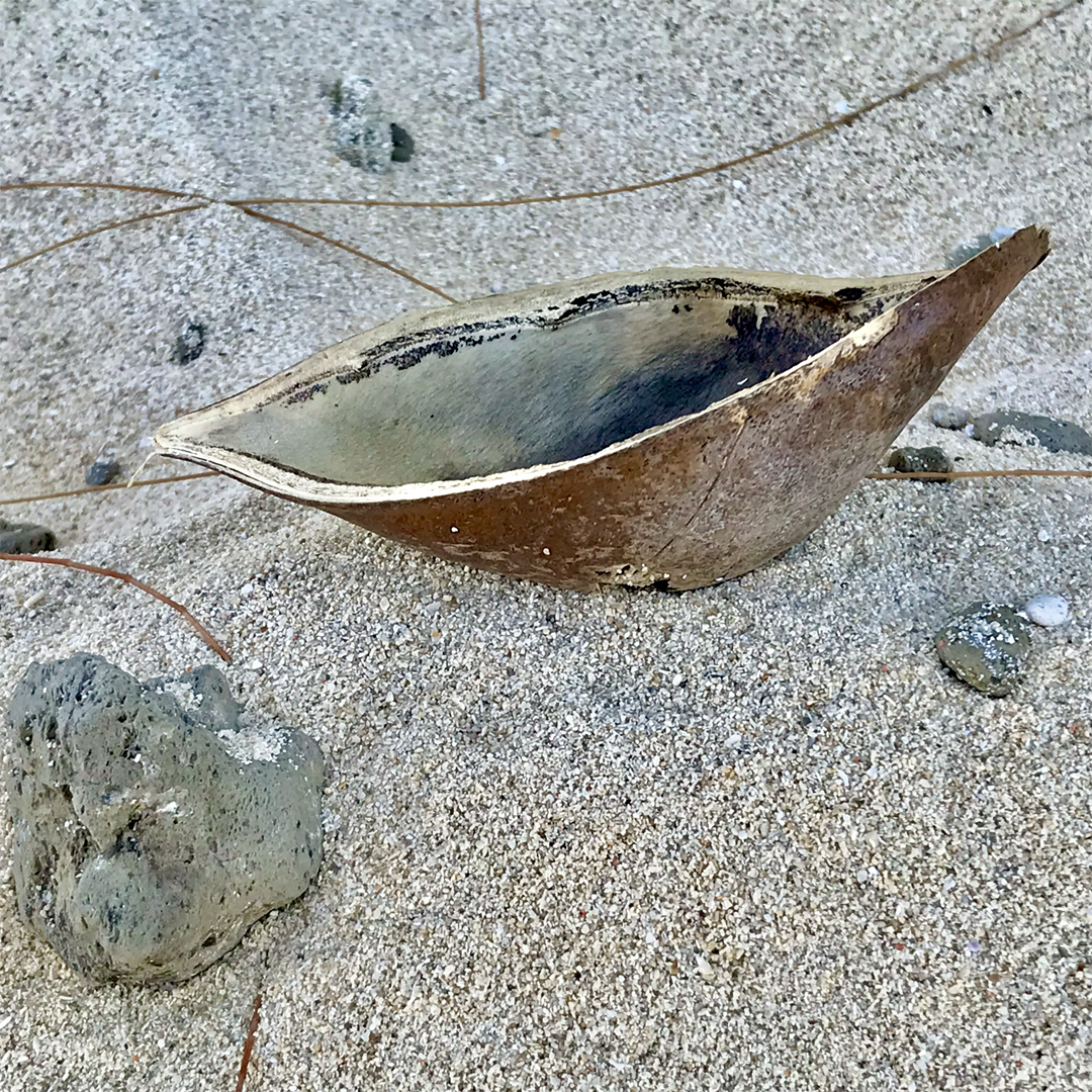 KIM NOLAN | #89 Seed pod, Green Island | 2025 | photographic print | H100 x W100