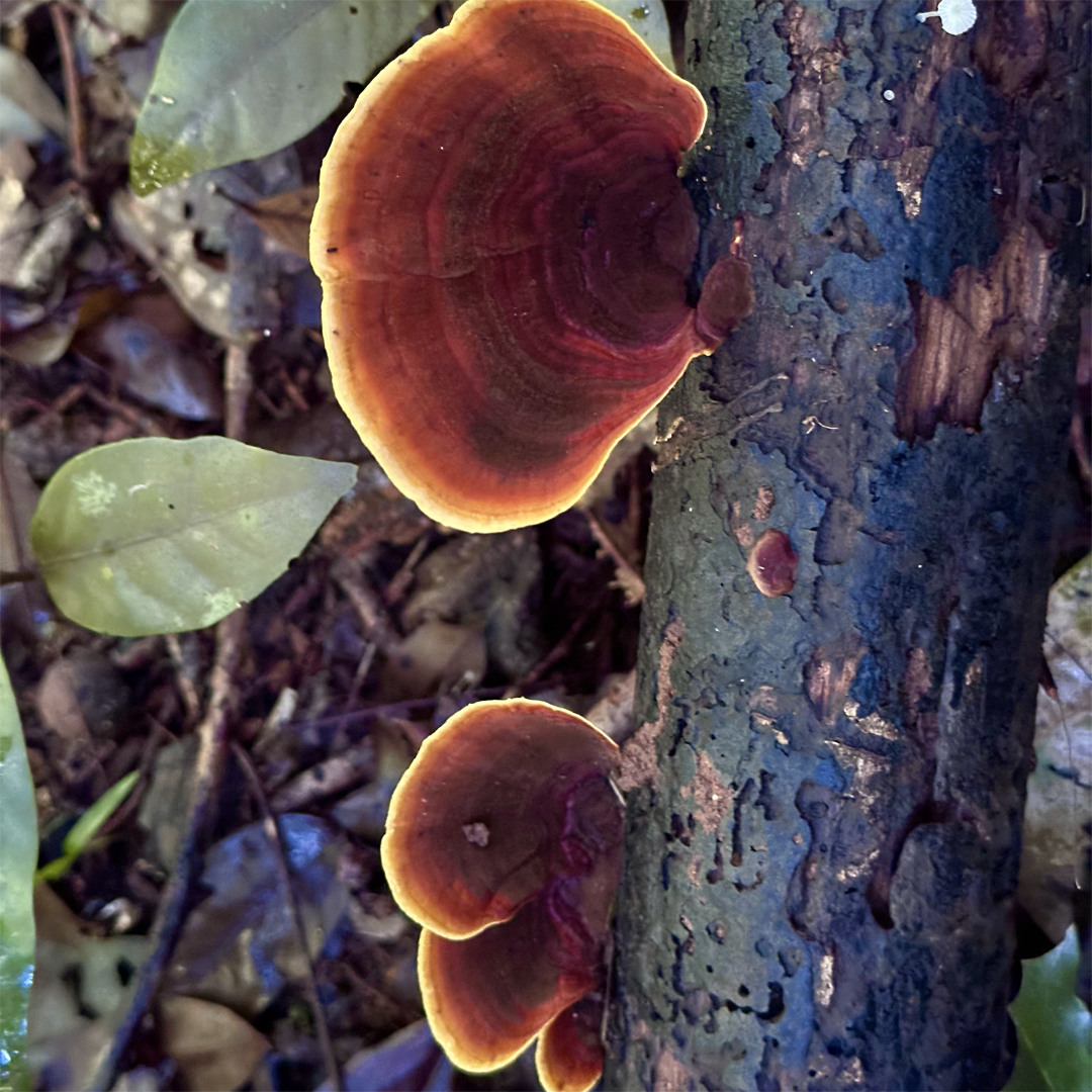 KIM NOLAN | #9 Turkey Tail mushroom, Stoney Creek | 2025 | photographic print | H100 x W100