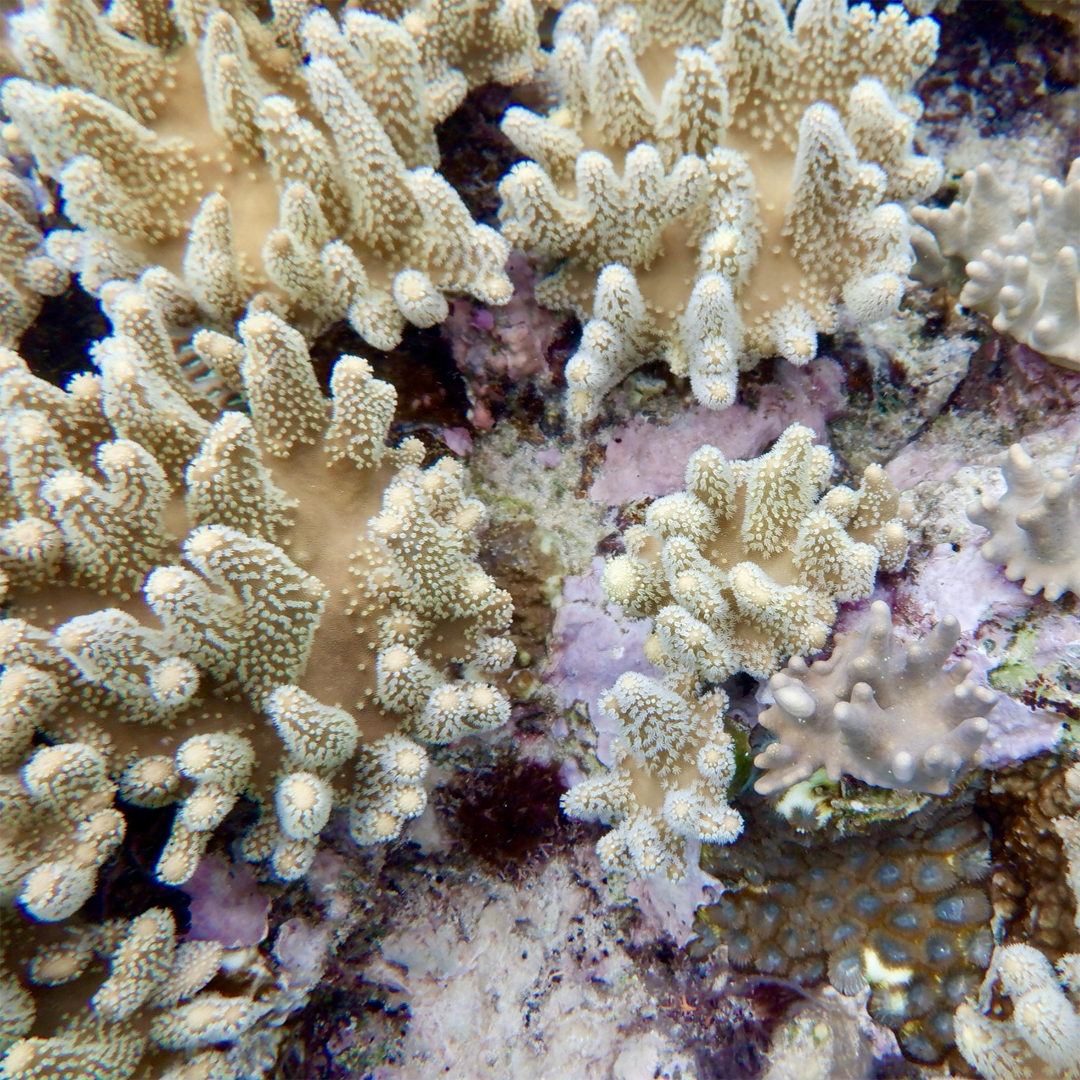 KIM NOLAN | #97 Coral, Great Barrier Reef | 2025 | photographic print | H100 x W100