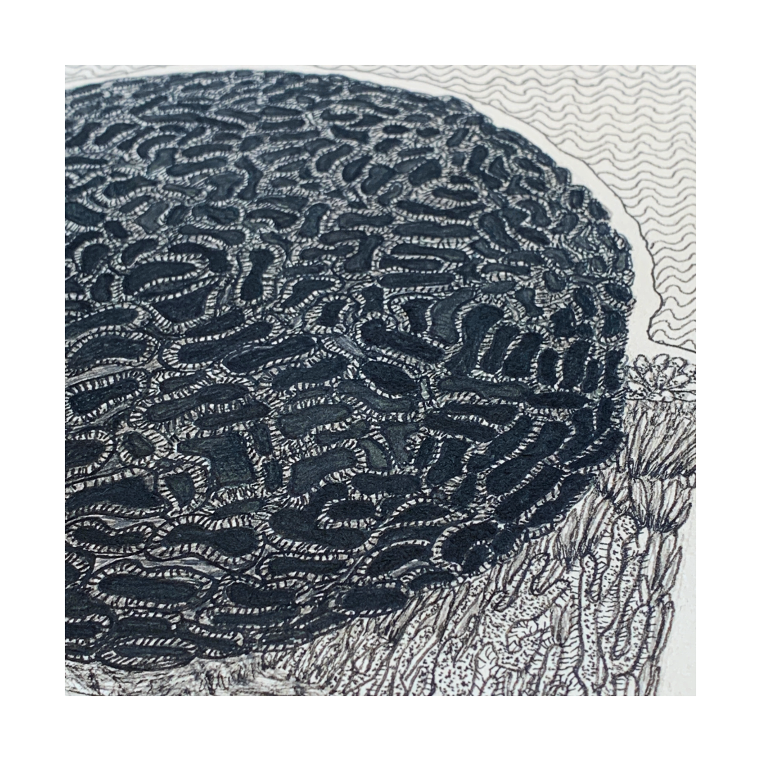 PETER B MORRISON | ‘Brain Coral’ | Pen + Ink drawing
