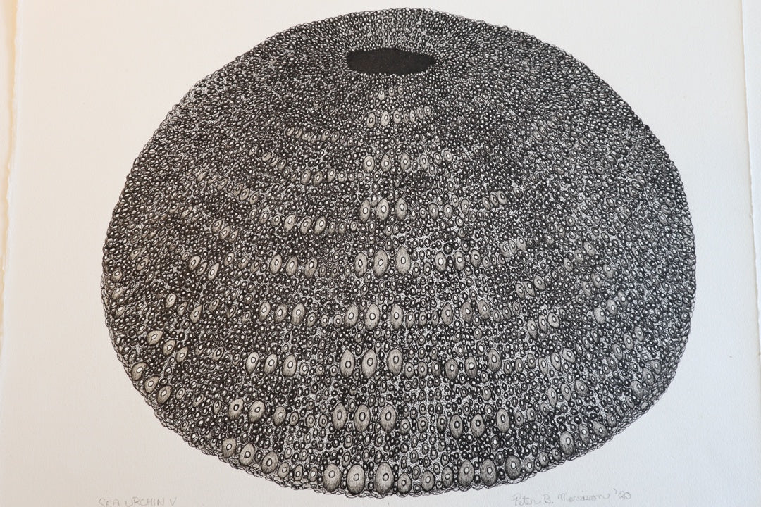 PETER B MORRISON | 'Sea Urchin V' | Pen and ink on archival paper