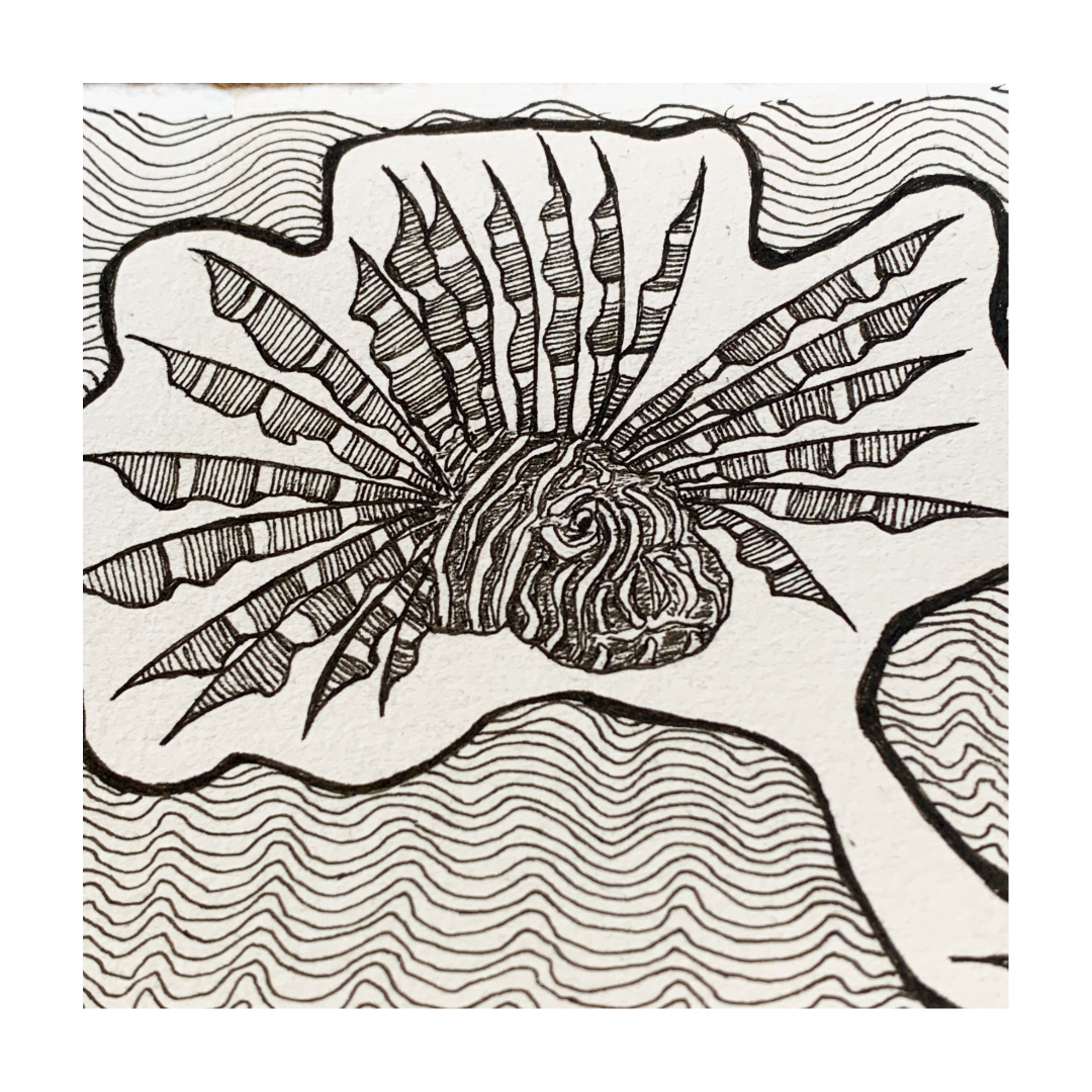 PETER B MORRISON | ‘Awgadh,Wadi II (Lionfish)’ | Pen + Ink drawing