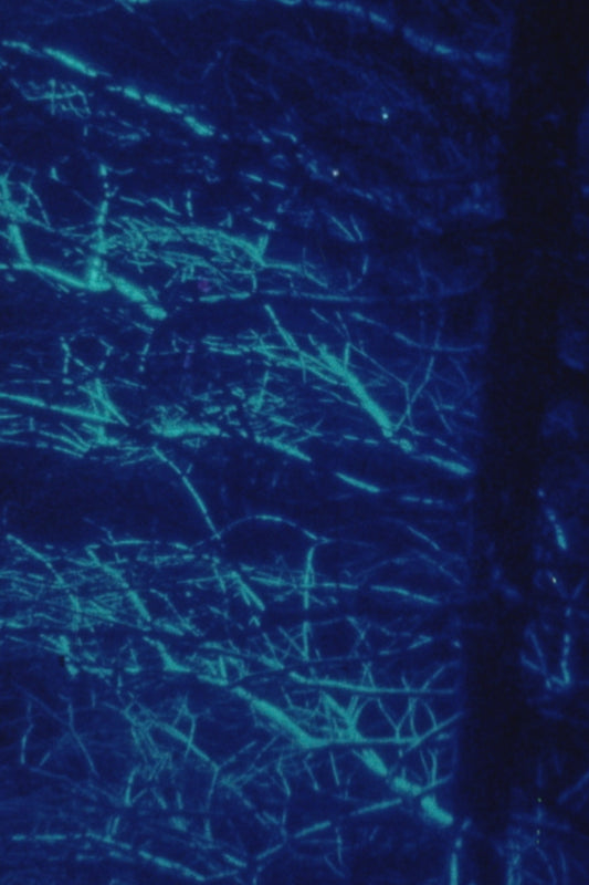 MELODY WOODNUTT | 'Night Blooming Branches' | 2025 | Archival pigment print on Hahnemühle Hemp paper / from cropped 16mm film still