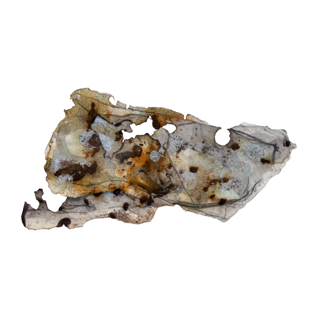 GEORGINA HUTCHINSON | ‘Scorched Escarpment – Nature's Fire Diary’ - Installation #1 | 2026 | Mixed media