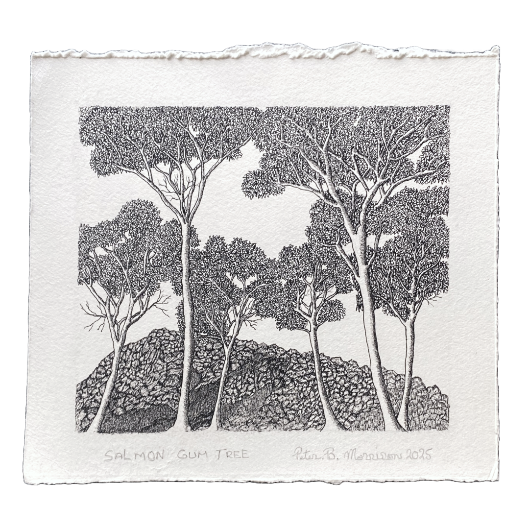 PETER BERTIE MORRISON | 'Salmon Gumtree' | Pen + ink drawing