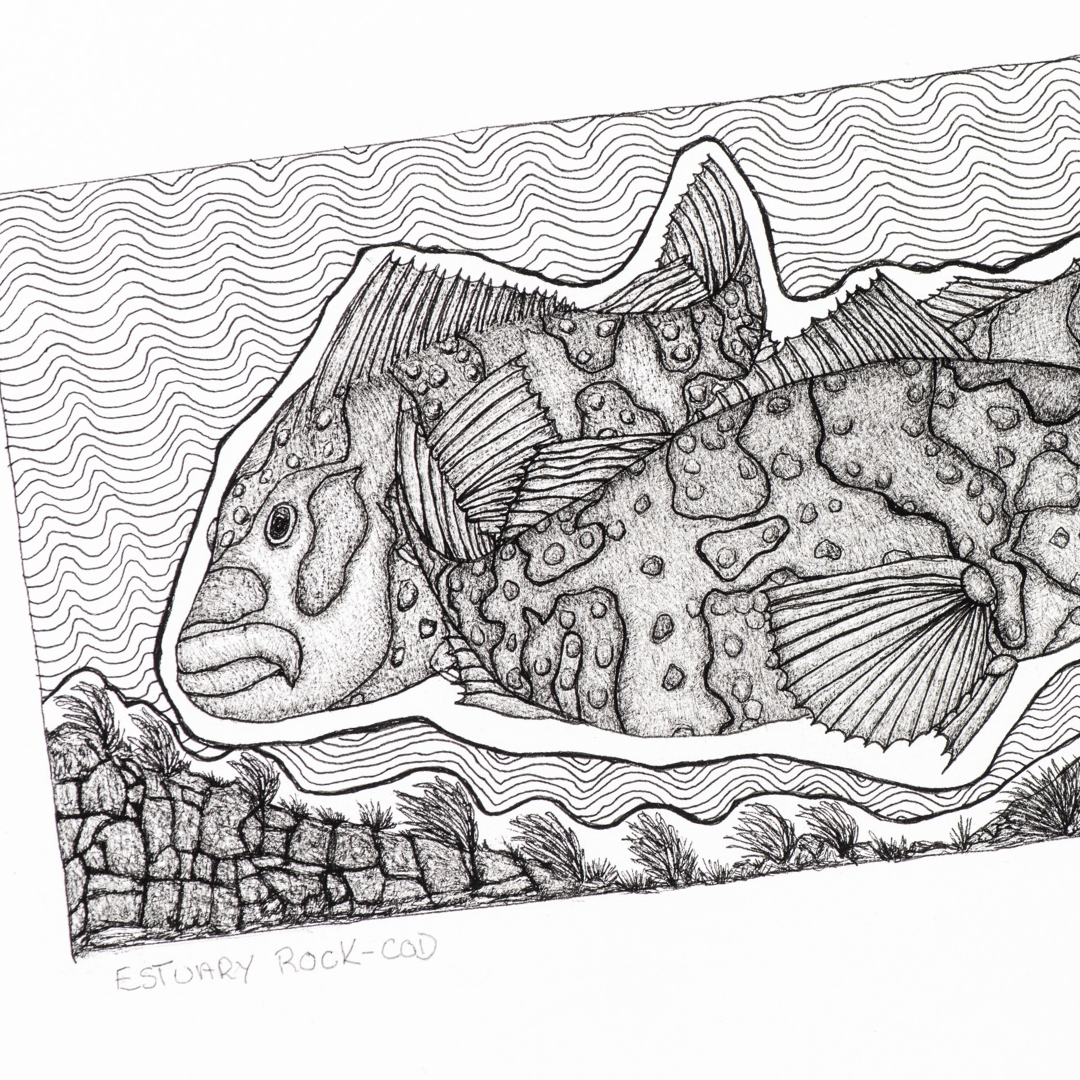 PETER B MORRISON | 'Estuary Rock-Cod' Drawing | Pen and ink on archival paper