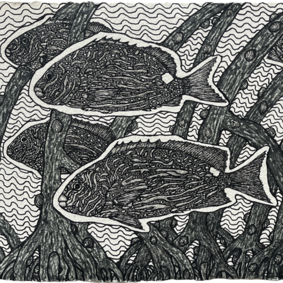 PETER B MORRISON | 'Rabbitfish in Mangrove' | 2024