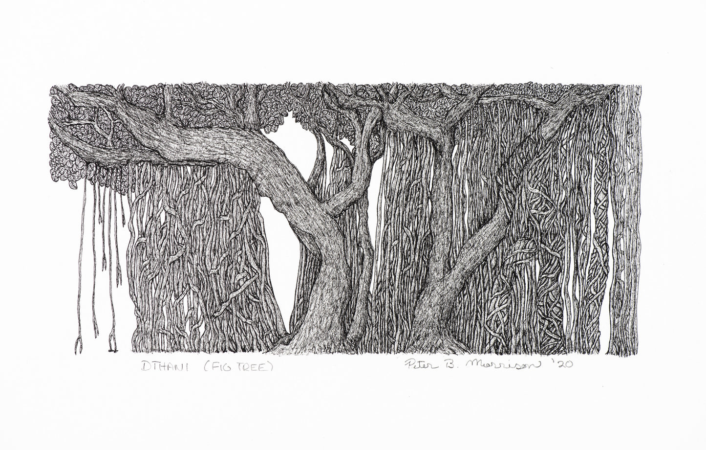 PETER B MORRISON | 'Dthani' (Fig Tree) Drawing | Pen and ink on archival paper