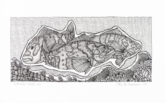 PETER B MORRISON | 'Estuary Rock-Cod' Drawing | Pen and ink on archival paper