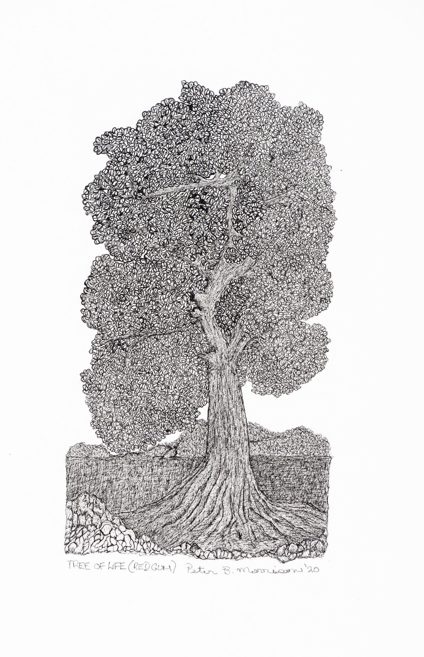 PETER B MORRISON | 'Tree of Life (Red Gum)' Drawing | Pen and ink on archival paper