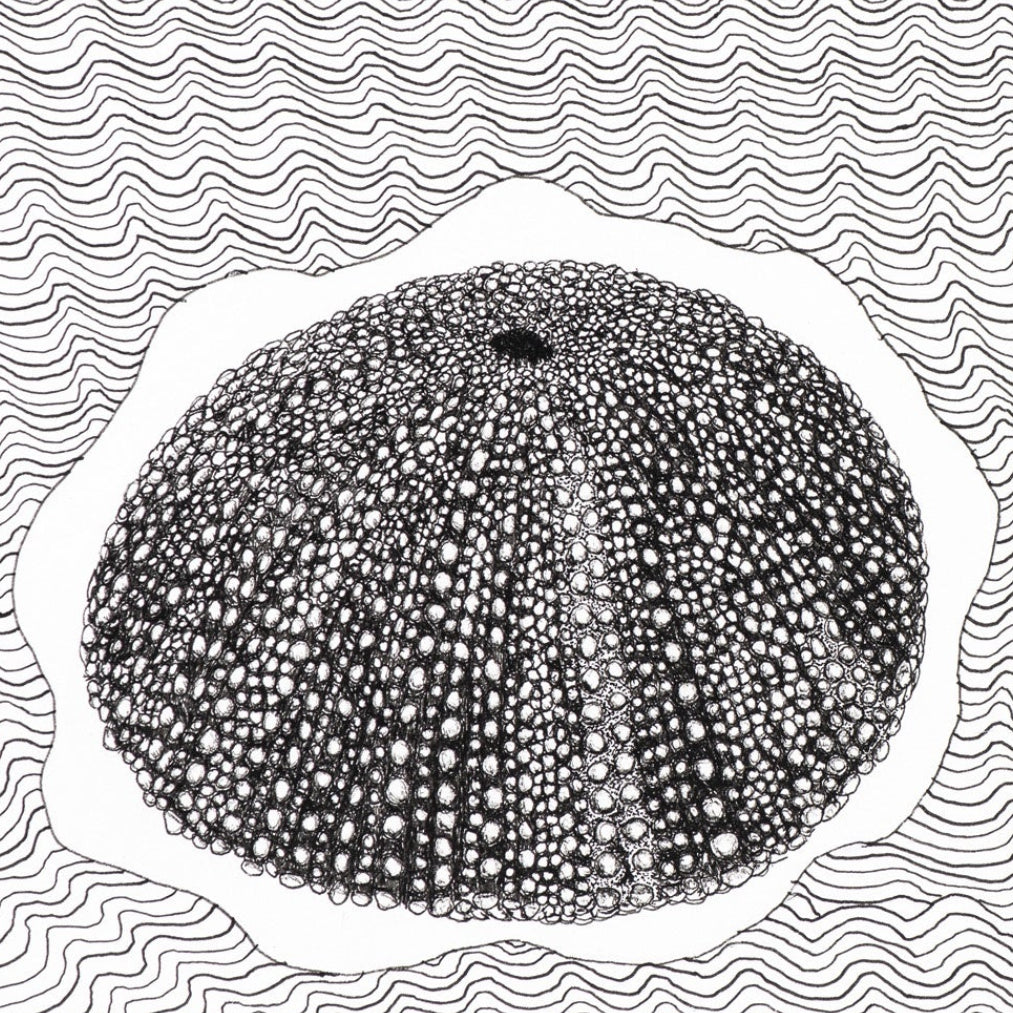 PETER B MORRISON | 'Sea Urchin II' Drawing | Pen and ink on archival paper