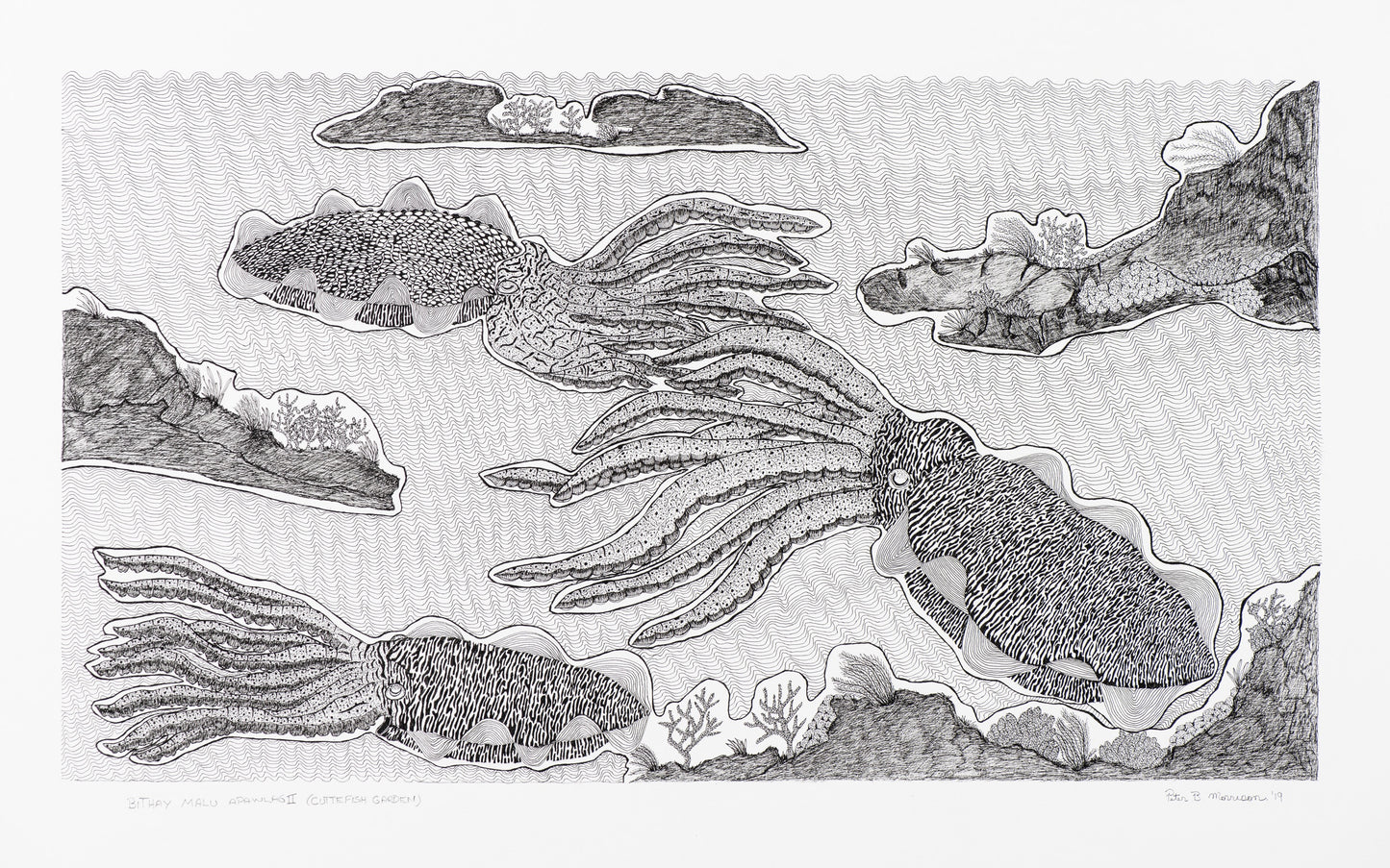 PETER B MORRISON |'Bithay Malu Apawlag II (Cuttlefish Garden)' | Pen + ink on archival paper / framed