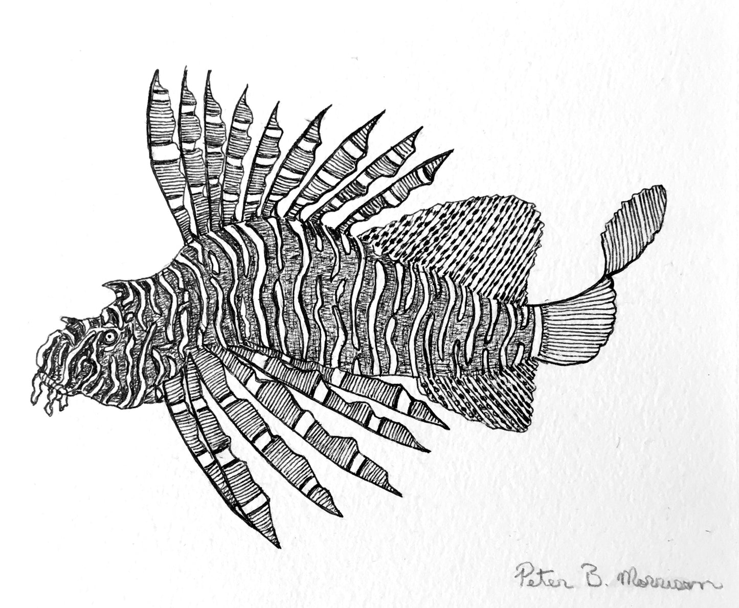 PETER B MORRISON | 'Awgad wapil (Lion Fish)' Drawing | Pen and ink on archival paper