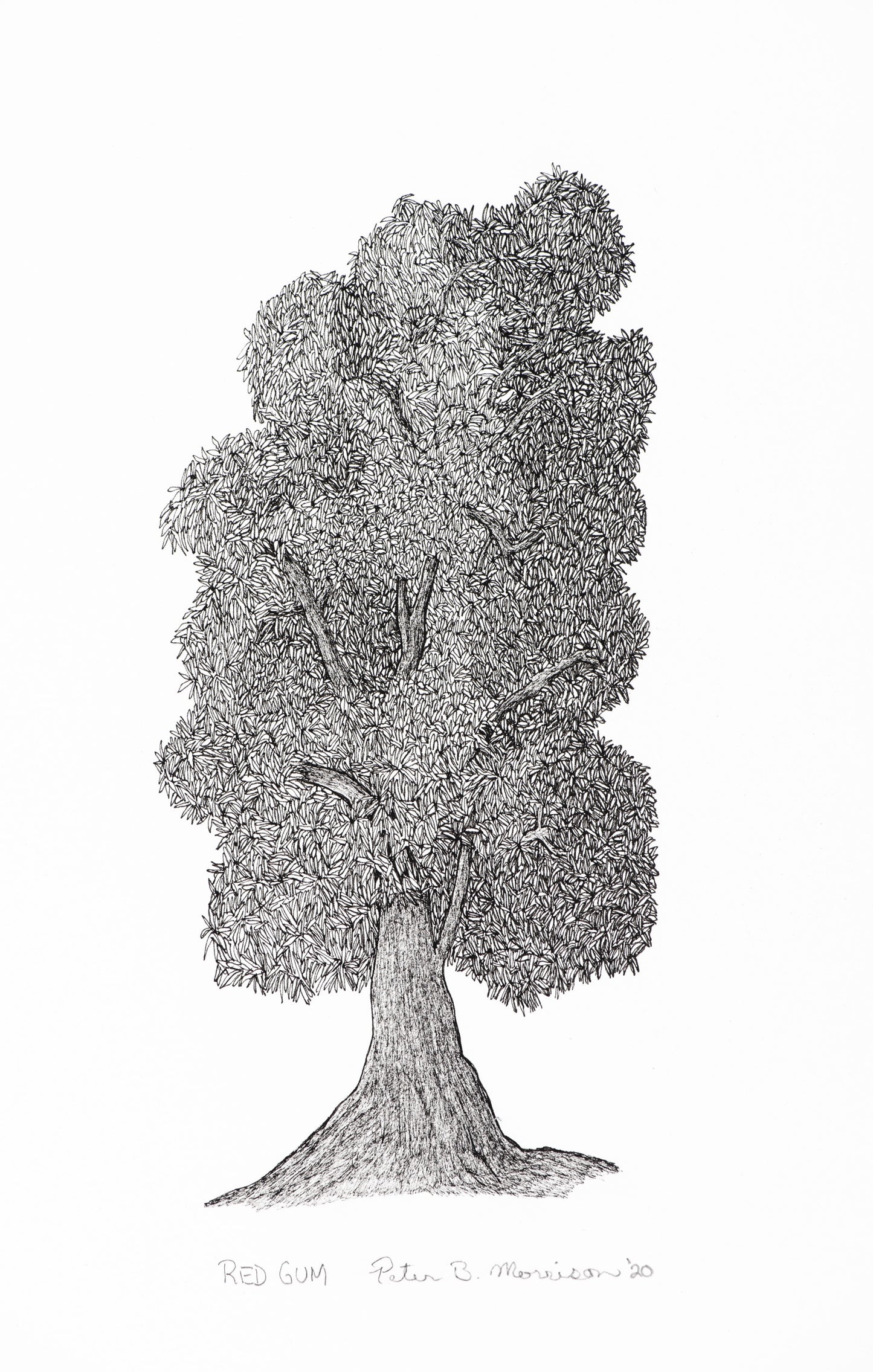 PETER B MORRISON | 'Red Gum' Drawing | Pen and ink on archival paper
