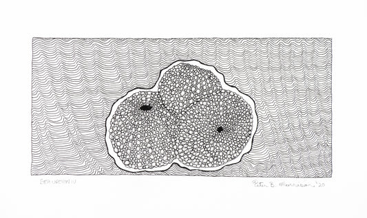 PETER B MORRISON | 'Sea Urchin IV' Drawing | Pen and ink on archival paper