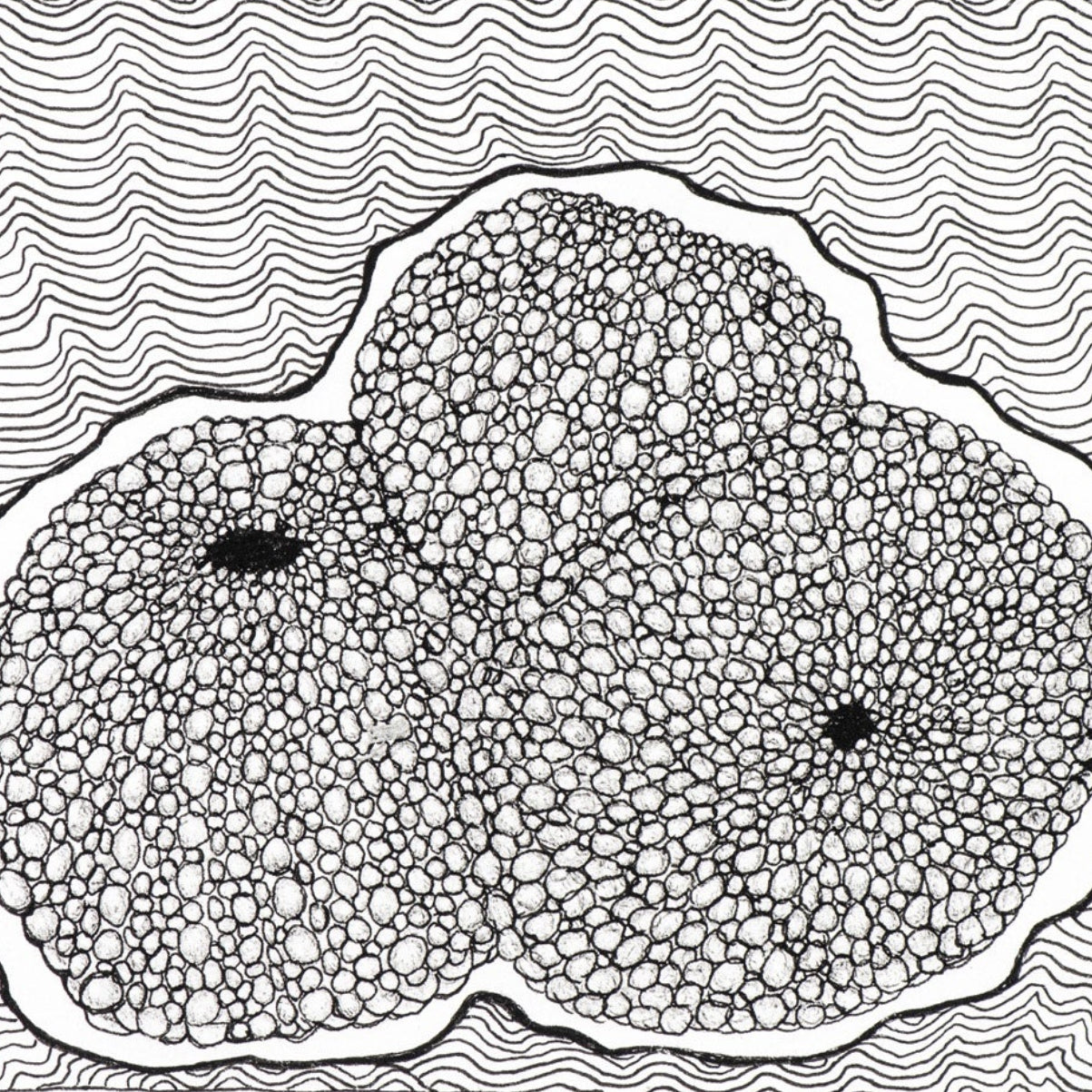 PETER B MORRISON | 'Sea Urchin IV' Drawing | Pen and ink on archival paper