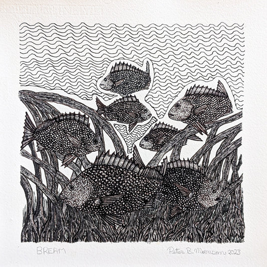 Peter Morrison Torres Strait Artist drawing of bream fish in black and white ink pen