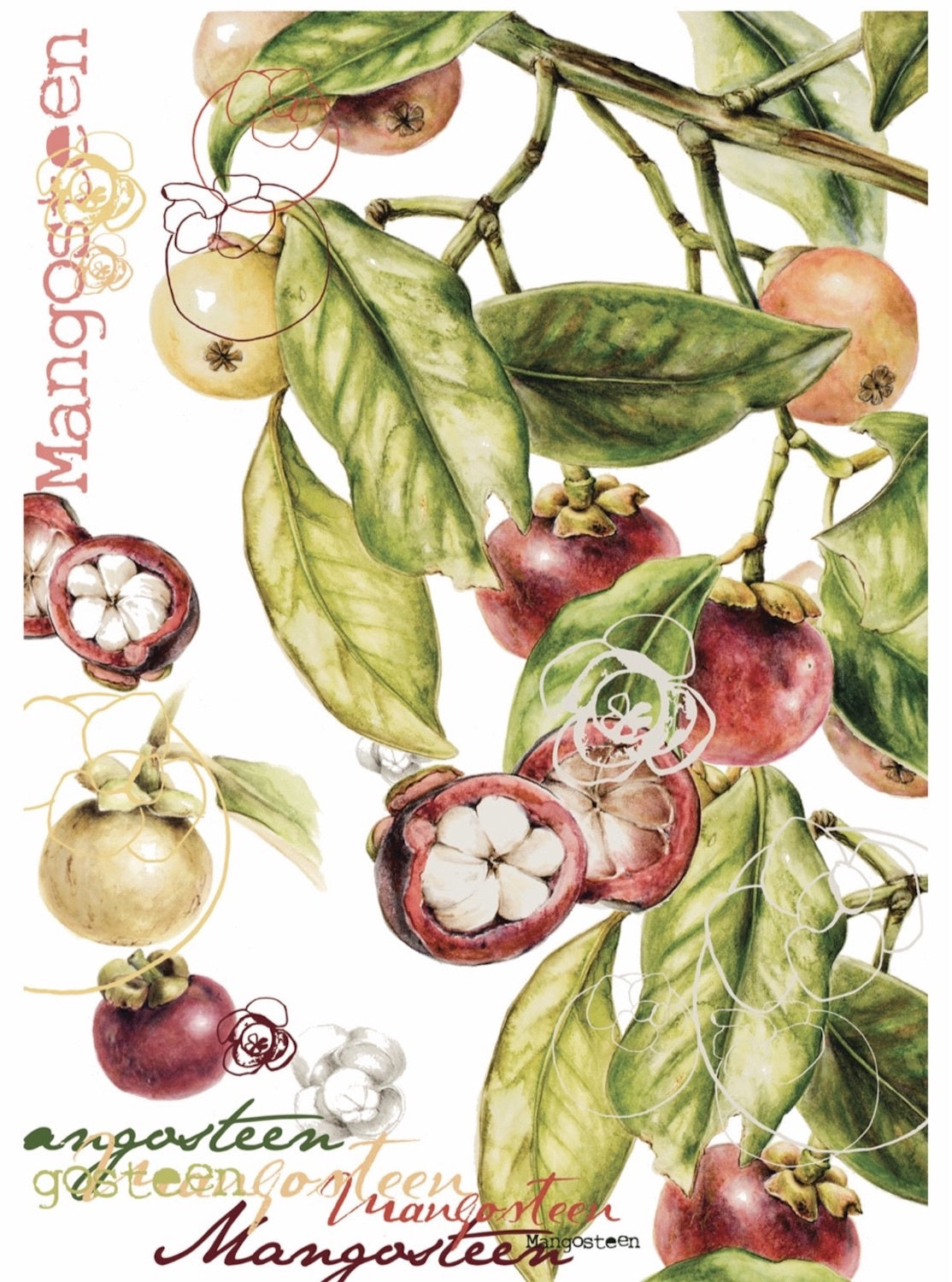 JULIE MCENERNY | ‘Mangosteens’ | Gift Card