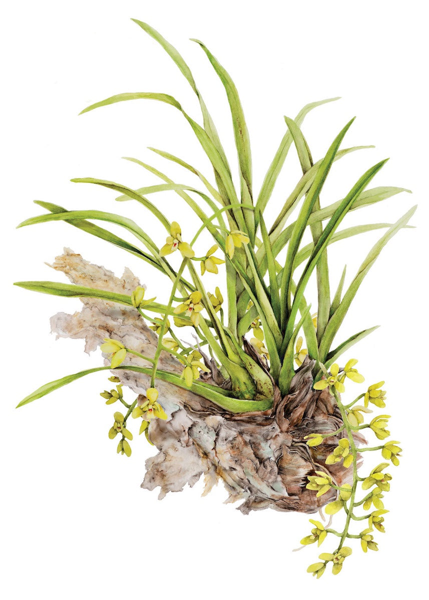 JULIE MCENERNY | 'Native Orchid: Cymbidium madidum' | Gift Card