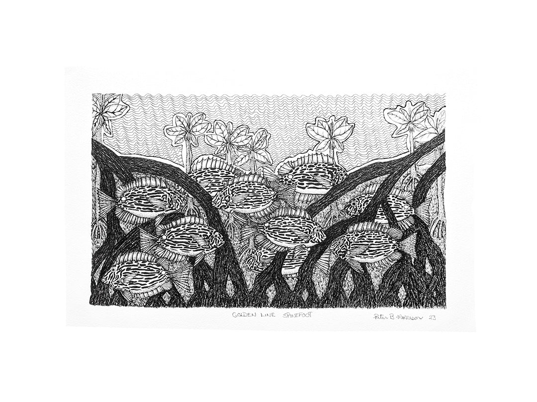 PETER BERTIE MORRISON | 'Golden Line Spine Foot' | Pen + ink drawing