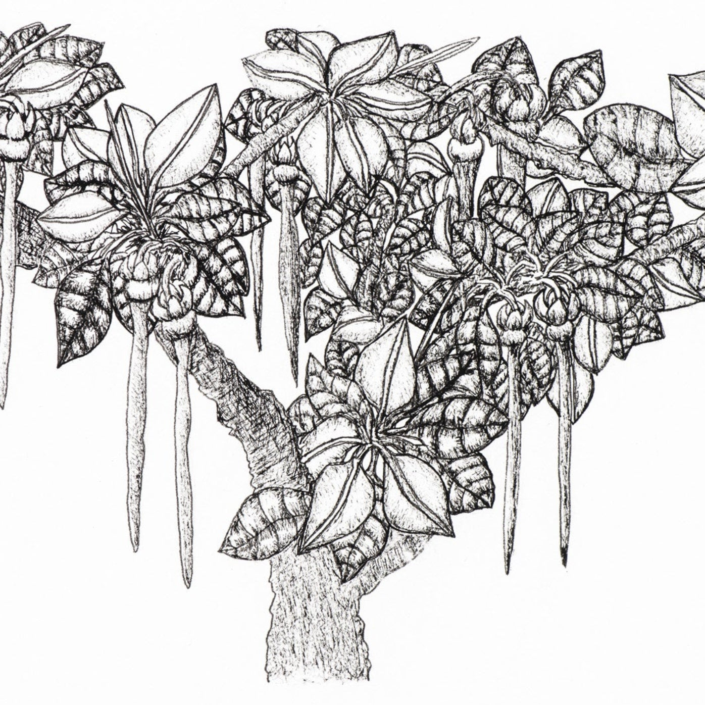 PETER B MORRISON | 'Thag' (Mangrove, New Life) Drawing | Pen and ink on archival paper