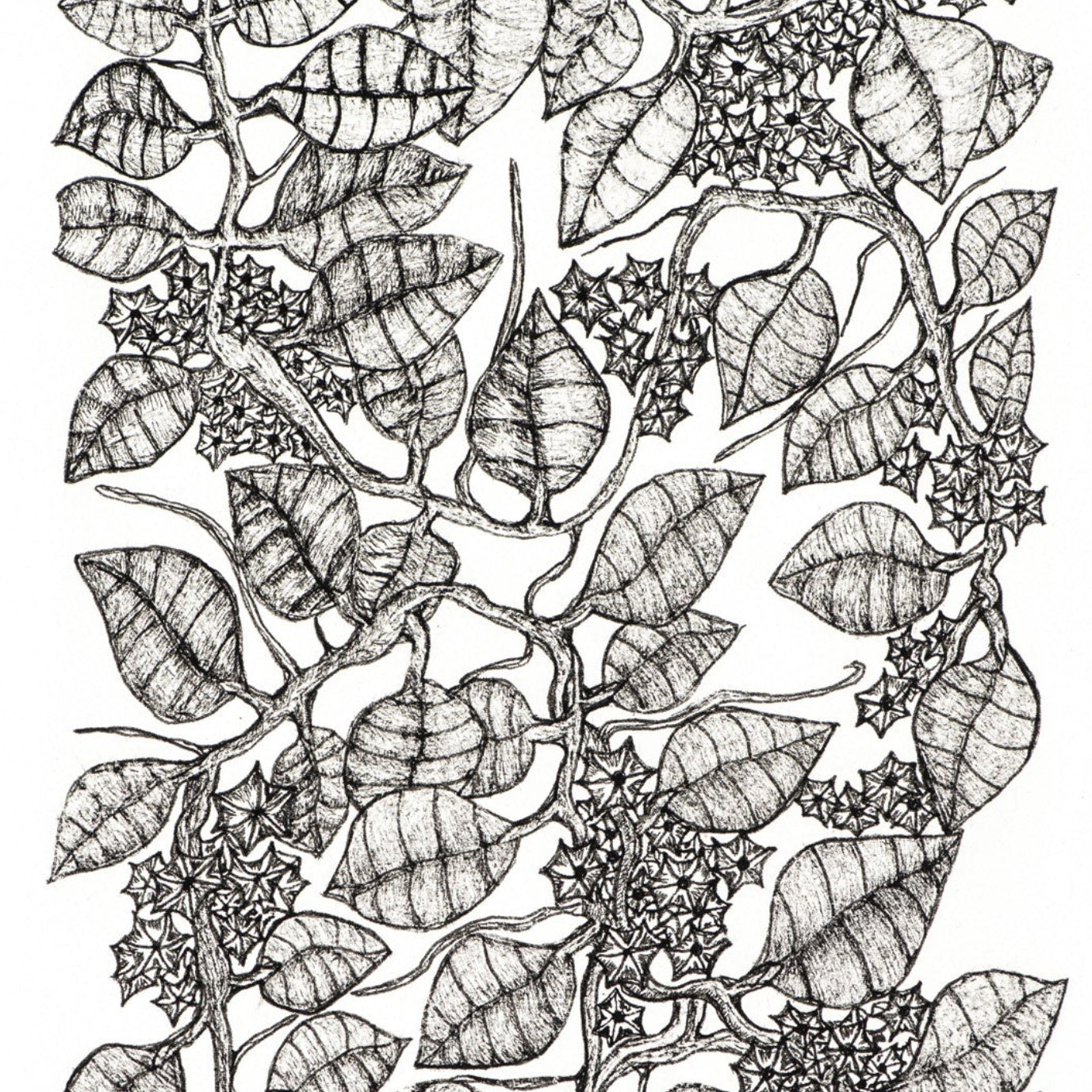 PETER B MORRSION | 'Red Hoya' Drawing | Pen and ink on archival paper