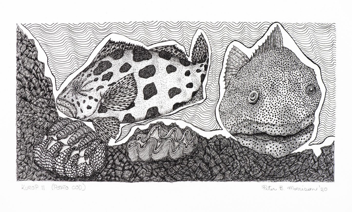 Peter B Morrison 'KUROP II' (POTATO COD)