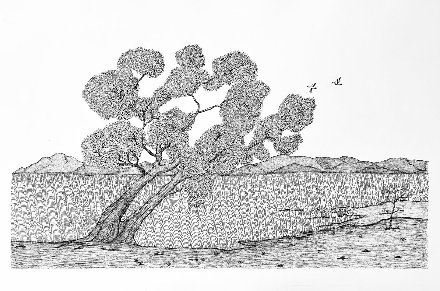 PETER B MORRISON | 'Wongai Tree II' | Pen and ink on archival paper