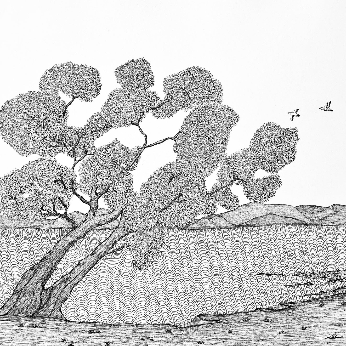 PETER B MORRISON | 'Wongai Tree II' | Pen and ink on archival paper