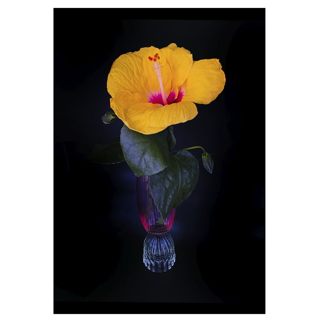 HANNAH MURRAY | 'Sunshine Noir #6' | 2025 | Giclee print on Hahneműhle German Etching paper  | Edition of 5 | H 420 x W 297 mm