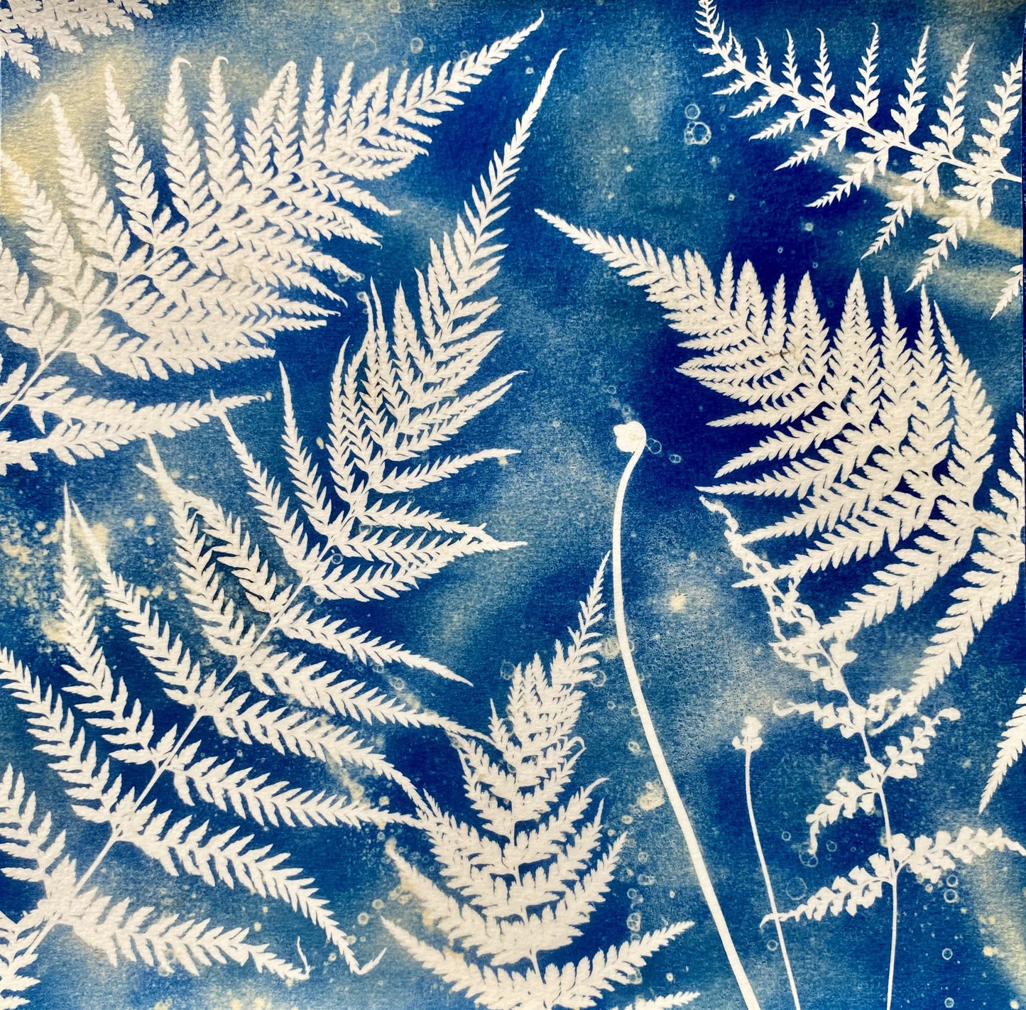 LEANNE HARDY | 'Summer Haze' | 2024 | Classic cyanotype toned with tea and tumeric